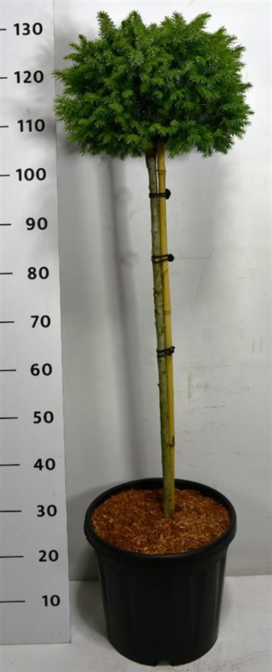 Picea omorika 'Nana' - 80 CM Stem C20